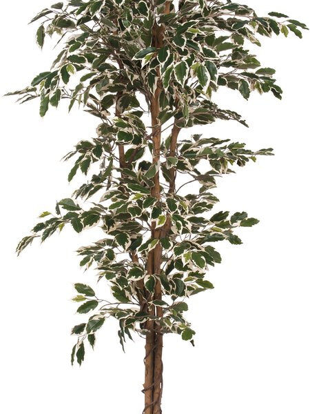 Mica Decorations Ficus Künstliche Pflanze - H180 x Ø90 cm - Grün Bunt Wohnen & Kochen